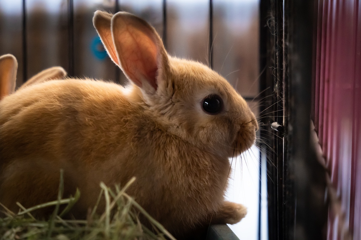 ヤギ爺に飼われる動物たち_d0353489_08301513.jpg