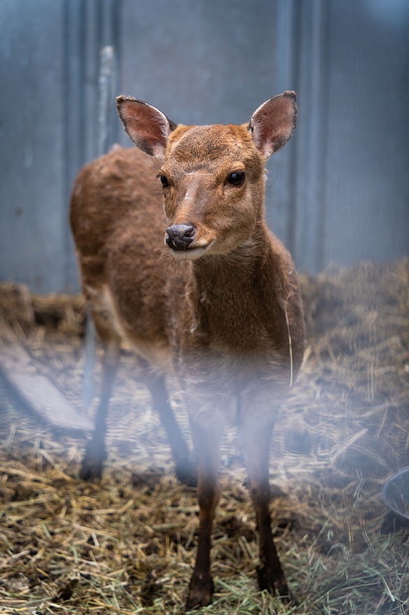 ヤギ爺に飼われる動物たち_d0353489_08305334.jpg