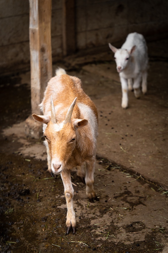 ヤギ爺に飼われる動物たち_d0353489_08511416.jpg