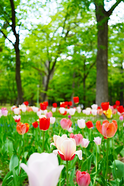 tulip_b0055196_11390866.jpg