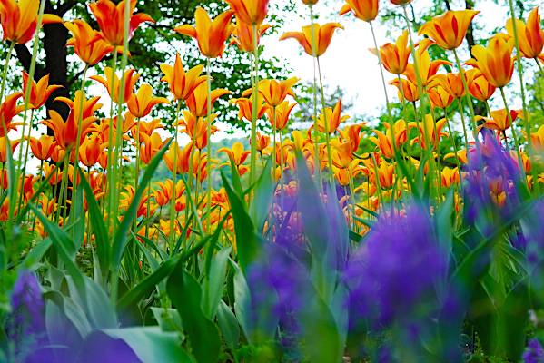 tulip_b0055196_11391893.jpg
