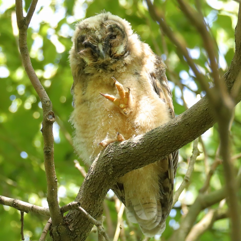 フクロウの仲間トラフズクのヒナ３羽が巣立ちをしました 旅プラスの日記