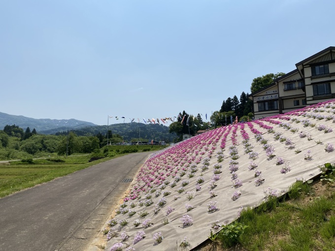 一万株のシバザクラが見頃　ゑしんの里やすらぎ荘_f0211504_16141079.jpg