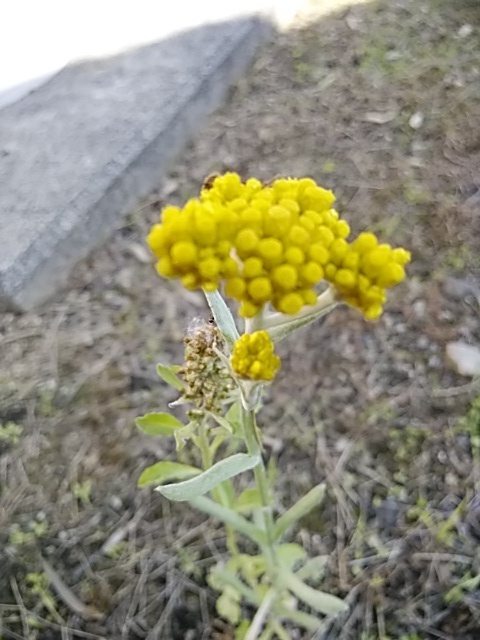 母子草 春の七草の一つ御形 ゴギョウ はこの花 22 5 21 徳ちゃん便り