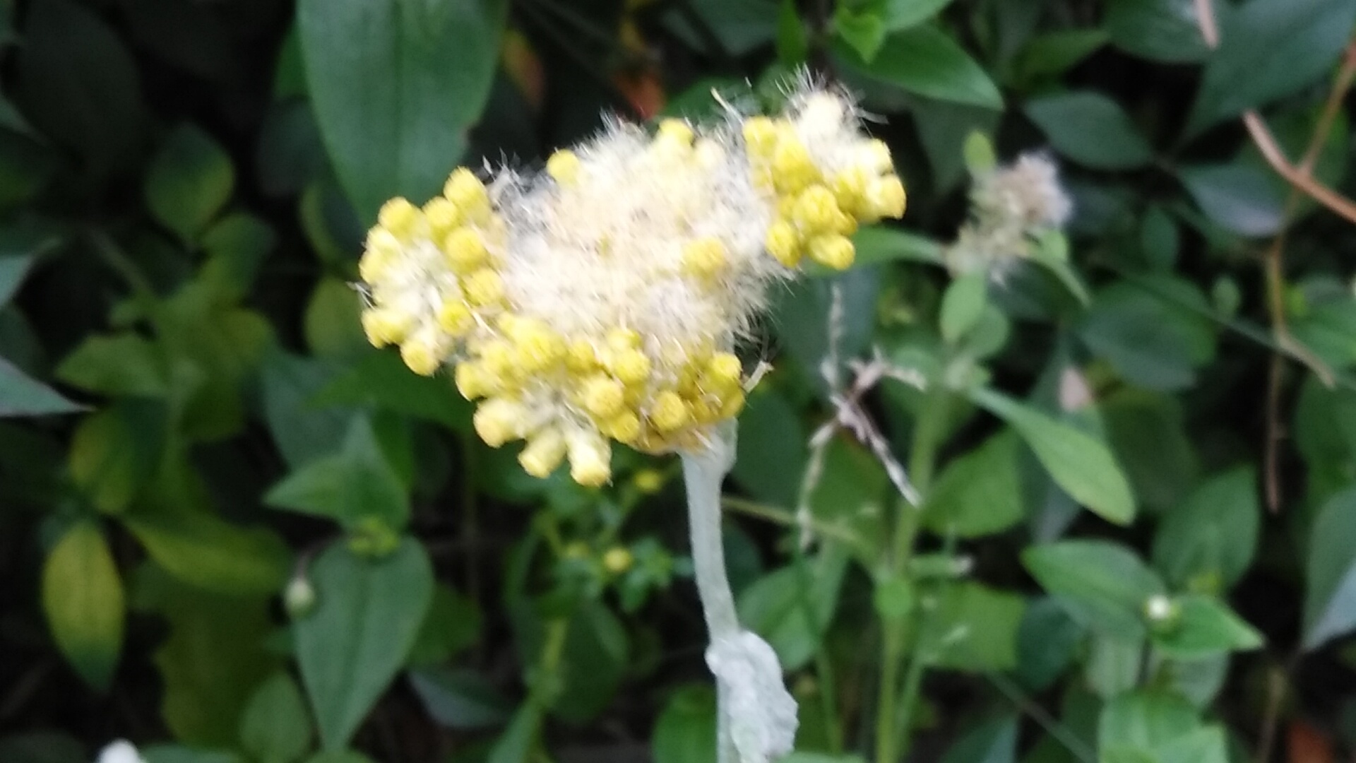 母子草 春の七草の一つ御形 ゴギョウ はこの花 22 5 21 徳ちゃん便り