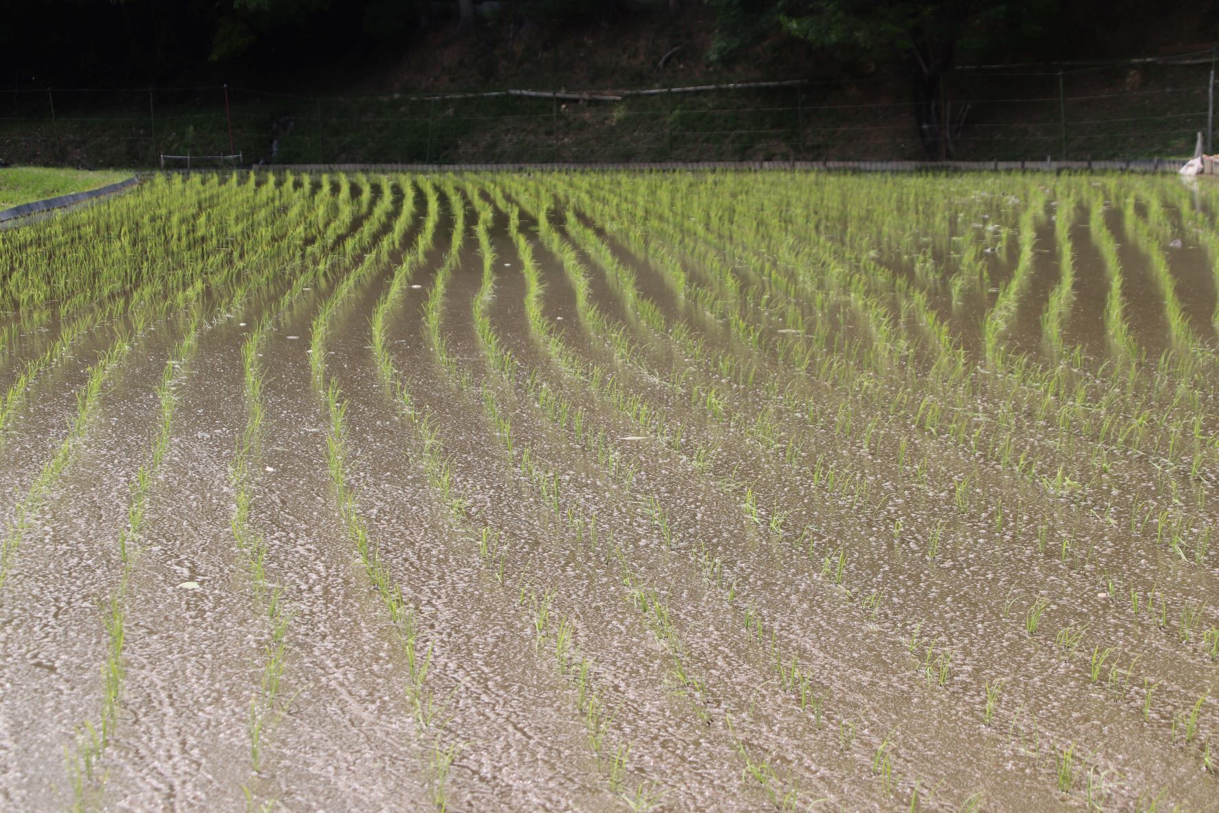 田植え真っ盛り　岩倉_e0048413_17202248.jpg