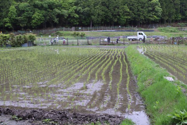 田植え真っ盛り　岩倉_e0048413_17202646.jpg