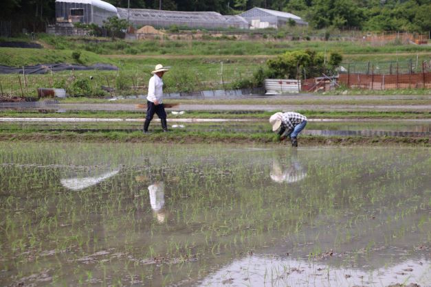 田植え真っ盛り　岩倉_e0048413_17204784.jpg