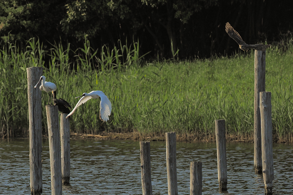 葛西臨海公園1　　　5/3_d0358718_19381953.jpg