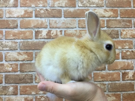 220520 うさぎ・キジ_f0189122_13345744.jpeg