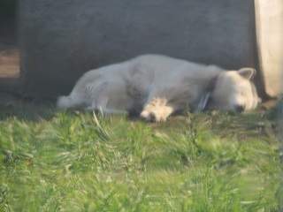 動物たちにも予定はあるのです・・・(?)_b0405523_01343810.jpg