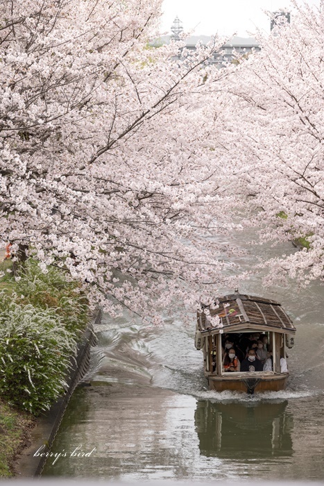 ブログテーマ「桜の日①」_f0357923_19103525.jpg