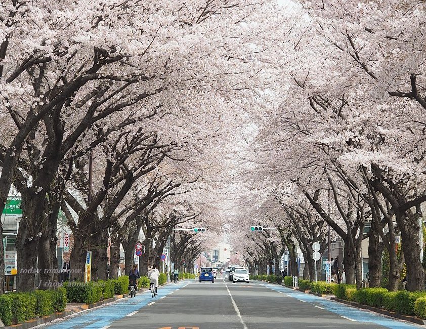 ブログテーマ「桜の日①」_f0357923_19103650.jpg