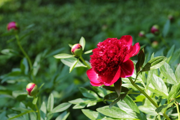 5月の花_e0413627_17100424.jpg