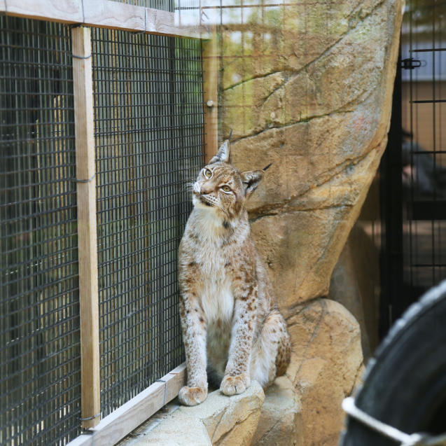 王子動物園・猫長屋編。_d0355333_00080025.jpg