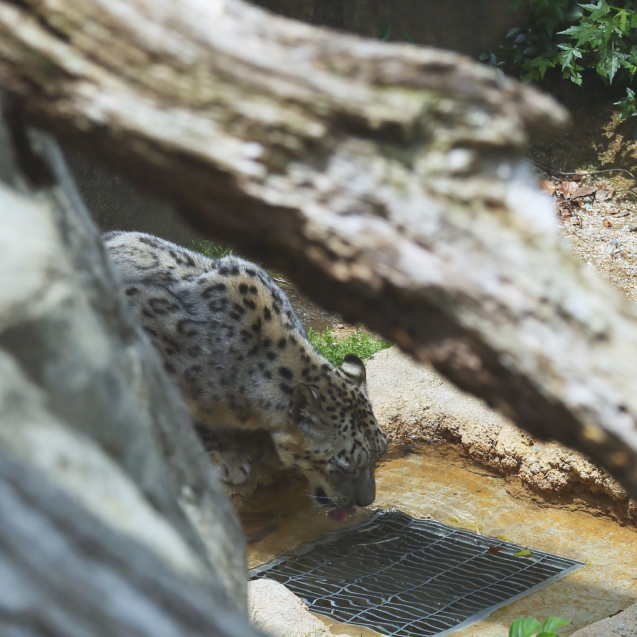 王子動物園・ユキヒョウ編。_d0355333_15381367.jpg