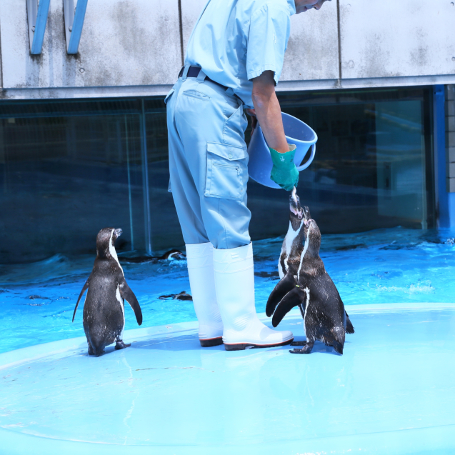 王子動物園・フンボルトペンギン編_d0355333_15381995.jpg