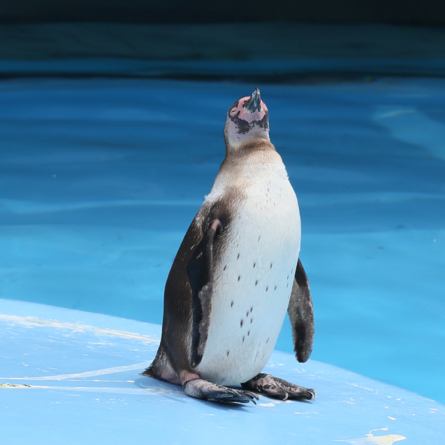 王子動物園・フンボルトペンギン編_d0355333_15413524.jpg