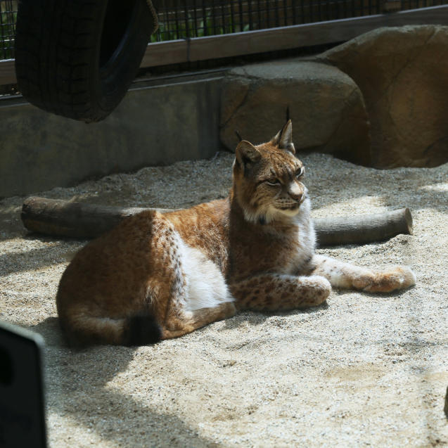 王子動物園・猫長屋編。_d0355333_21433745.jpg