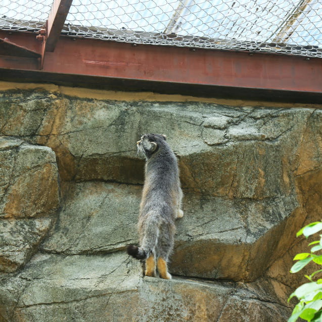 王子動物園・猫長屋編。_d0355333_21434401.jpg