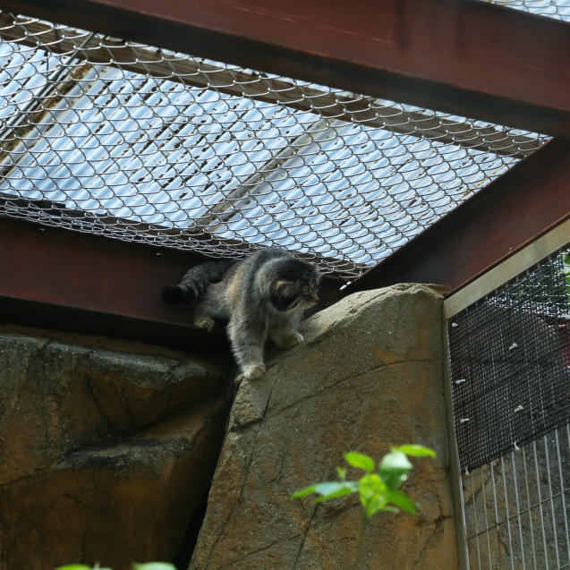 王子動物園・猫長屋編。_d0355333_21434981.jpg