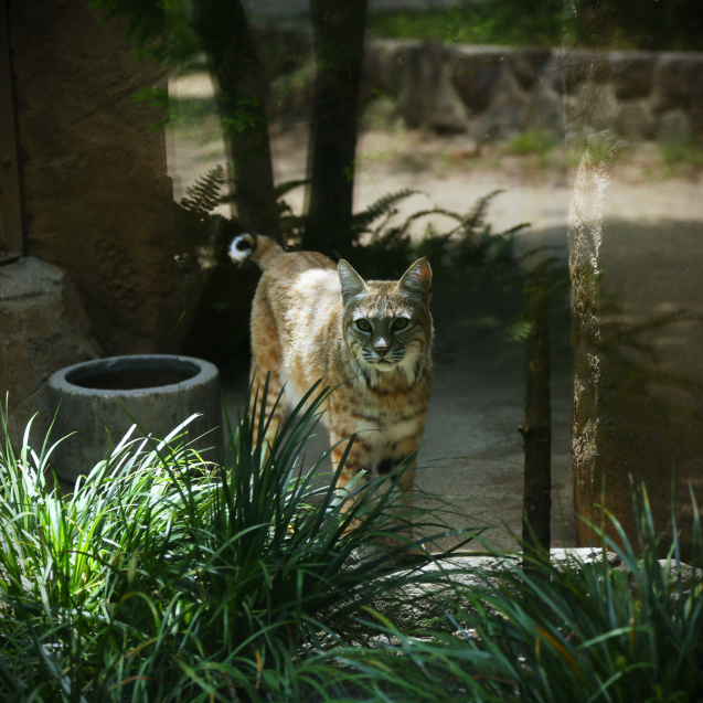 王子動物園・猫長屋編。_d0355333_21451624.jpg