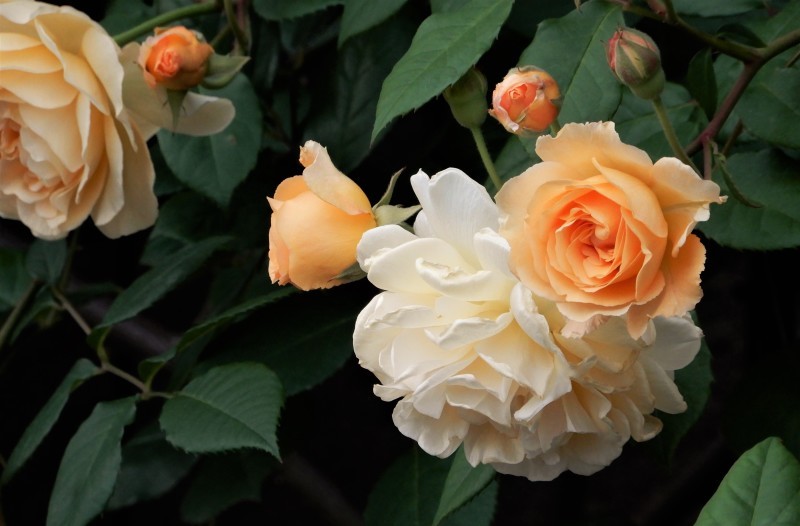金銀の花々 * fleurs d\'or, fleurs d\'argent_f0374041_07111212.jpg
