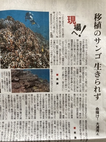 辺野古の海のサンゴと牧瀬 茜さん_b0050651_12373395.jpg