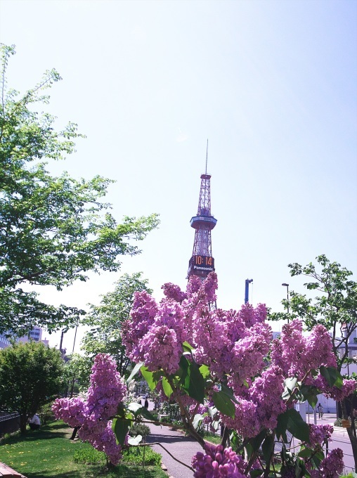 札幌テレビ塔を彩る創成川公園のライラック_d0001157_13424565.jpg