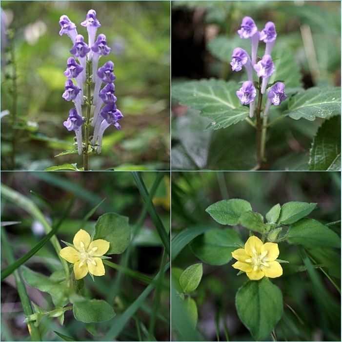 四王寺山周回登山＆芥屋海岸・昭和の森花散歩。_f0016066_08185355.jpg