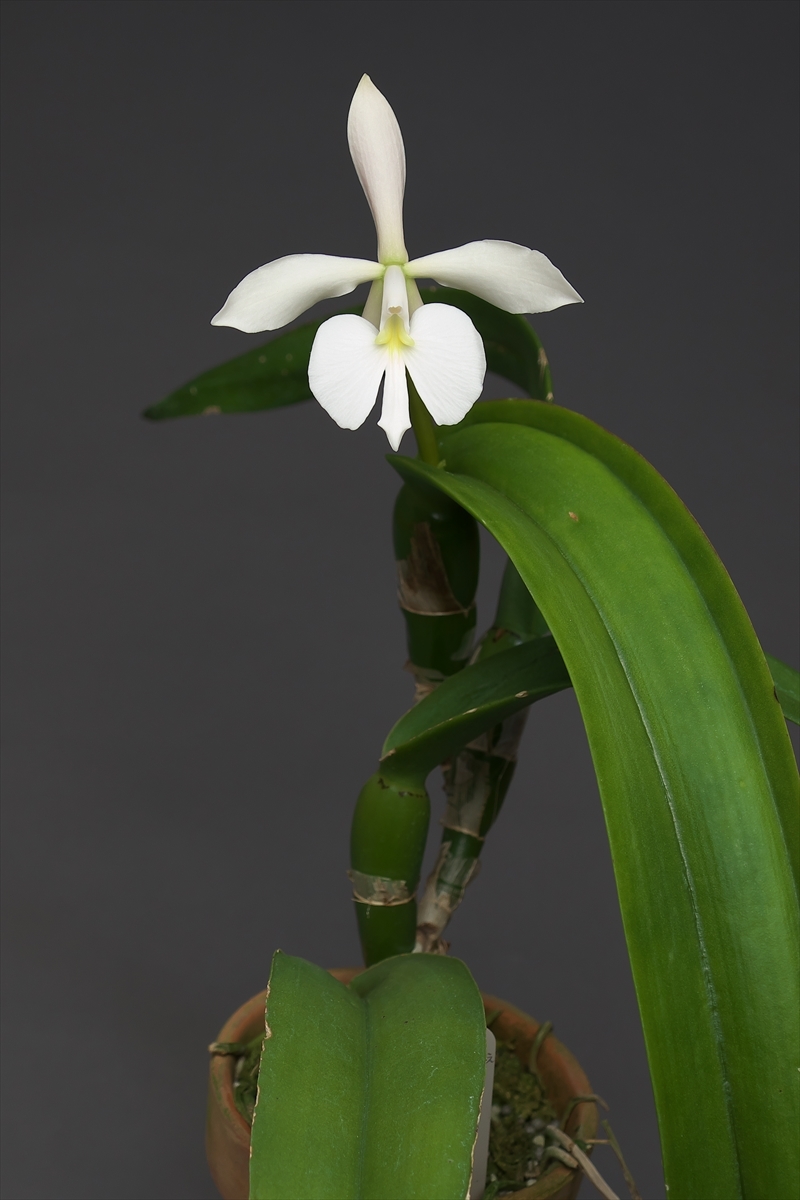 Epidendrum (Epi.) falcatum 　(Coilostylis falcata)_a0383571_02385306.jpg