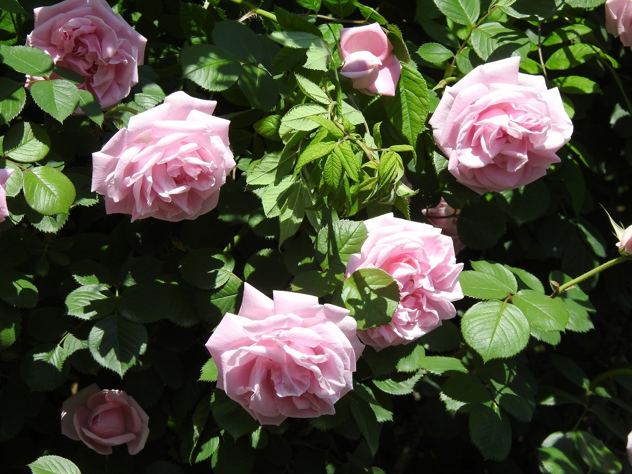 達目薔薇園(だちぼくばらえん)のバラ達・・・・・』 : 自然風の