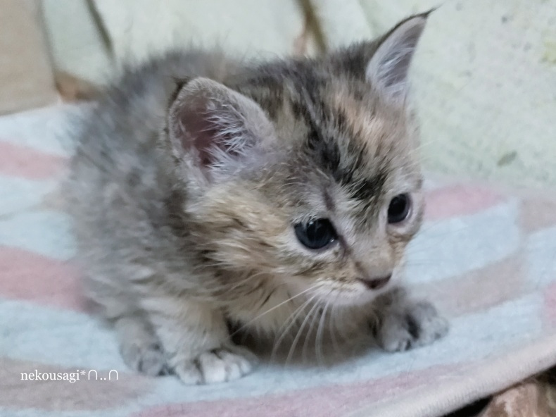 生後三週間の子猫ちゃん 保護猫ナナちゃん ねこウサギのきもち Vol 0