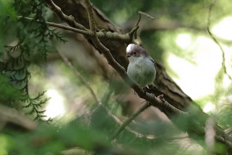 山林の野鳥_c0394087_22014783.jpg