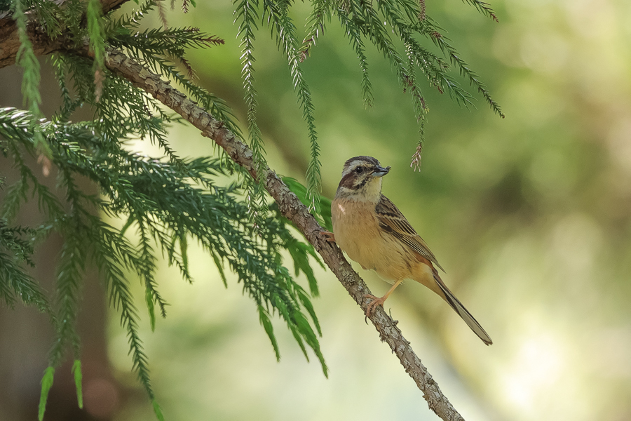 山林の野鳥_c0394087_22015427.jpg