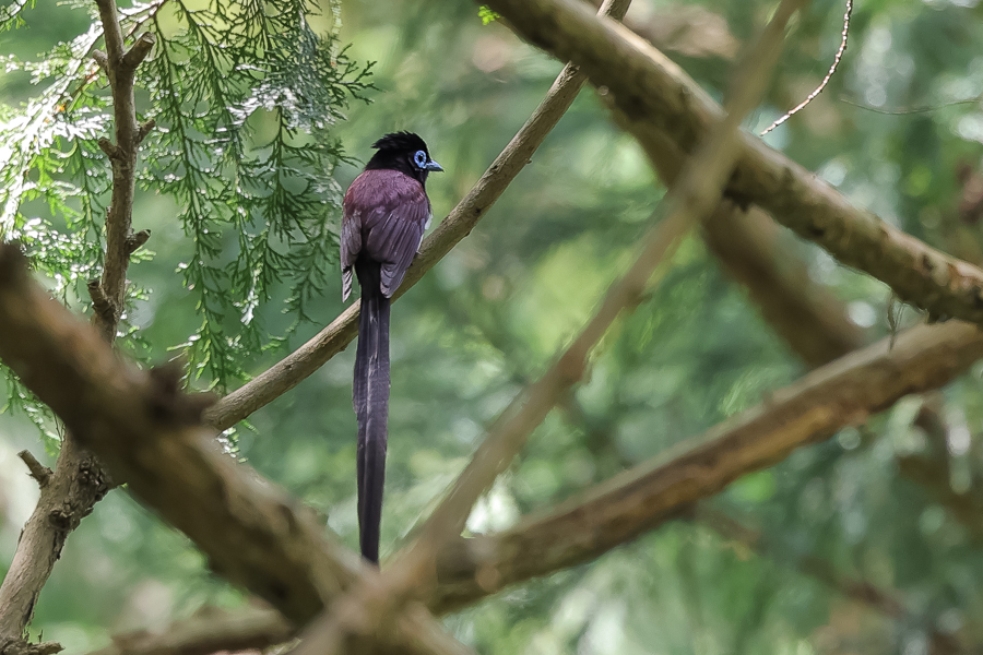 山林の野鳥_c0394087_22021450.jpg