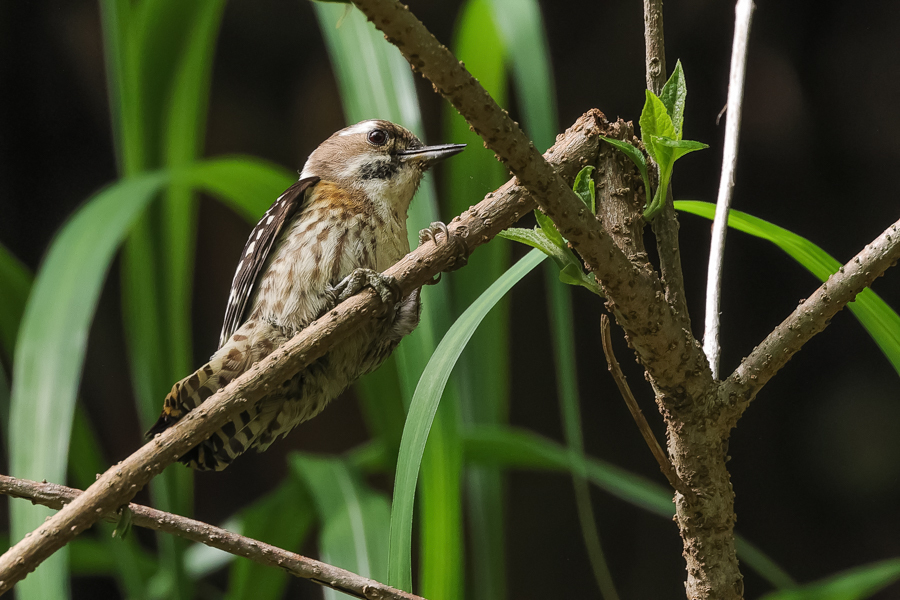 山林の野鳥_c0394087_22021495.jpg
