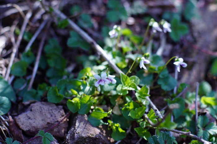 くじゅうの山旅 ③　2日め 大船山_e0195587_19364193.jpg