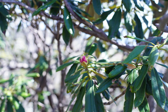 くじゅうの山旅 ③　2日め 大船山_e0195587_19533438.jpg
