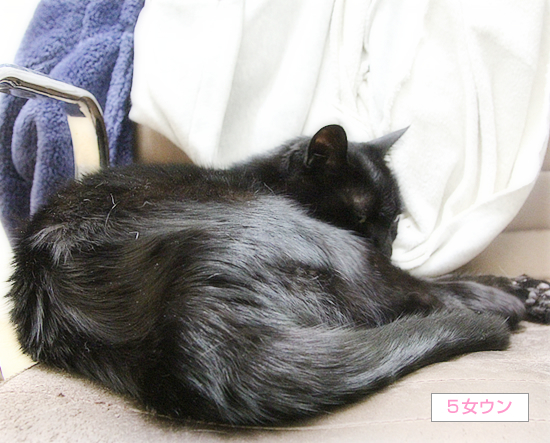 猫のお仕事_a0389088_19212528.jpg