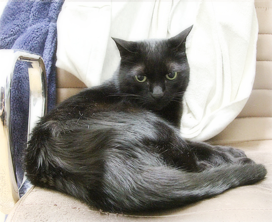 猫のお仕事_a0389088_19212566.jpg