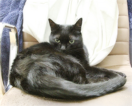 猫のお仕事_a0389088_19212672.jpg