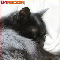 猫のお仕事_a0389088_19212690.jpg