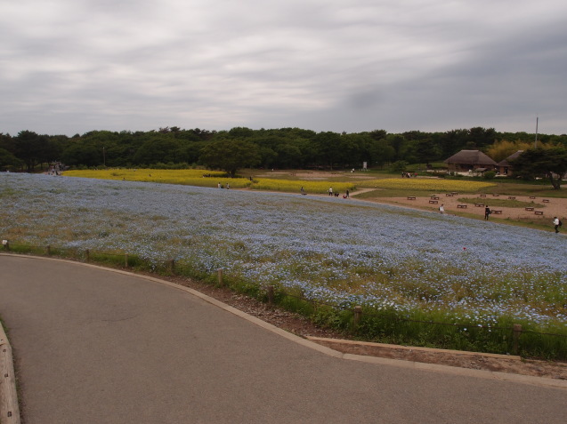 国営ひたち海浜公園_c0109090_12130015.jpg