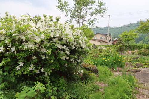 古志田の民家に咲く花　２０２２．５．２１_c0075701_20554493.jpg