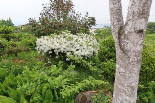 古志田の民家に咲く花　２０２２．５．２１_c0075701_21020759.jpg