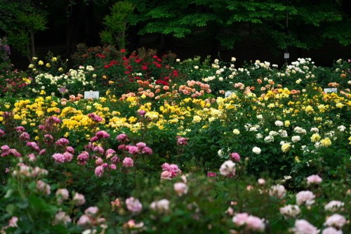 さいたま市　与野公園の薔薇4_a0263109_08202665.jpg