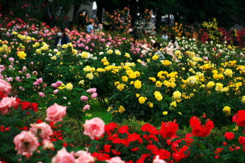 さいたま市　与野公園の薔薇4_a0263109_08204964.jpg