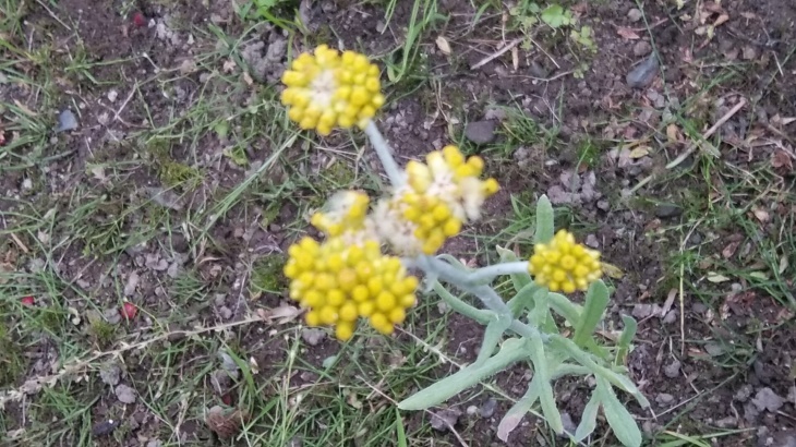 母子草 春の七草の一つ御形 ゴギョウ はこの花 22 5 21 徳ちゃん便り