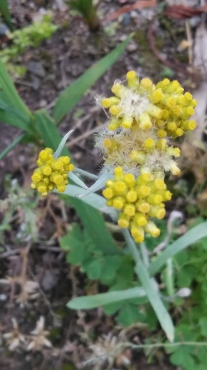 母子草 春の七草の一つ御形 ゴギョウ はこの花 22 5 21 徳ちゃん便り